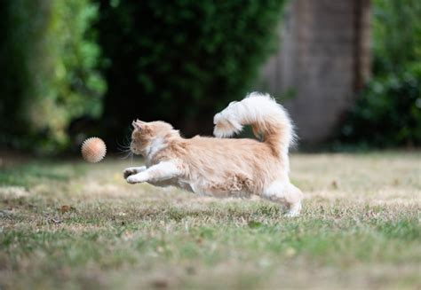 テニス ルール 簡単 - なぜ猫はテニスボールを追いかけるのか？