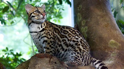  “The Ocelot’s Embrace”： A Tale From Brazil Unraveling Jealousy and Selflessness!