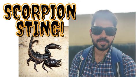  The Scorpion Who Learned Patience： A Tale Of Unexpected Friendship And The Sting Of Impatience