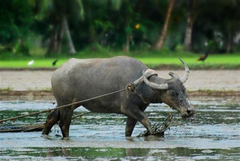  The Valiant Carabao? A Philippine Fable Exploring Courage and Humility!