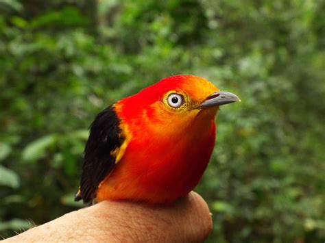  The Uirapuru Bird: A Brazilian Folktale Whispering Secrets of Nature's Harmony!